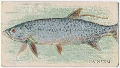 43 Tarpon